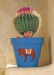 chlupatý kaktus